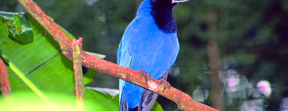 parco aves