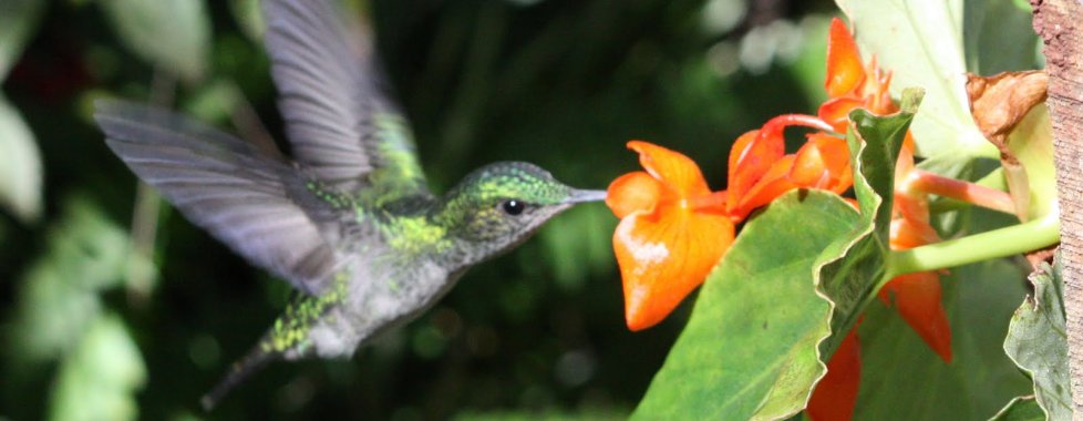 parco aves