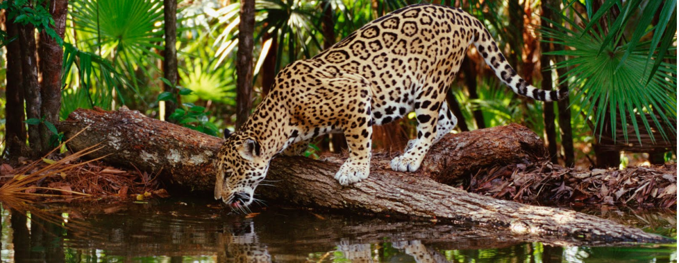 Selva Lacandona