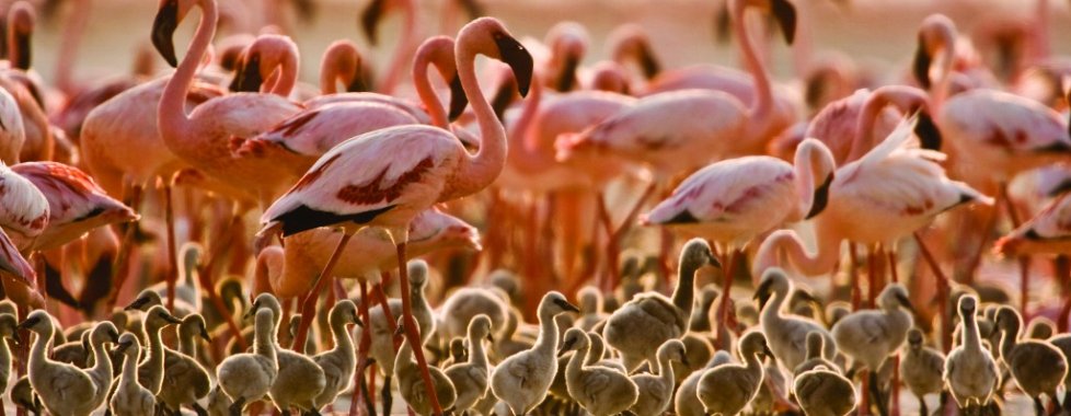 Fenicotteri Natron Lake