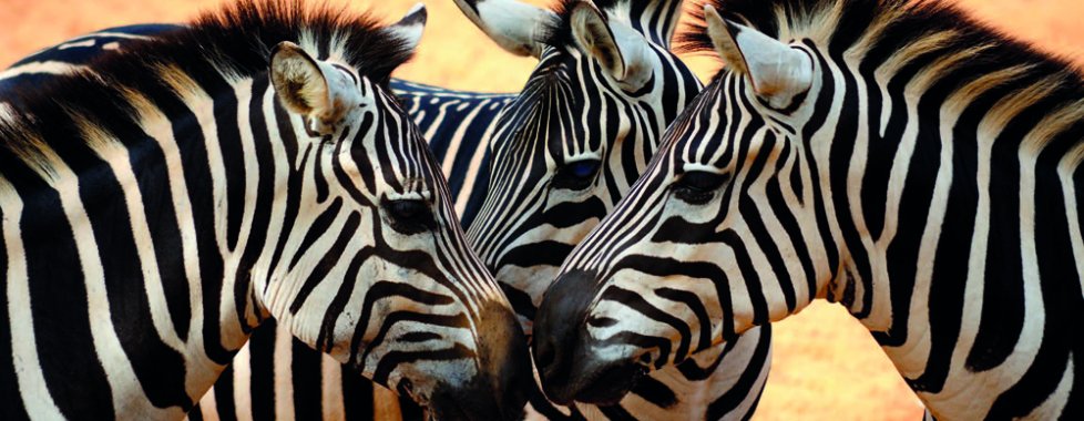 Serengeti