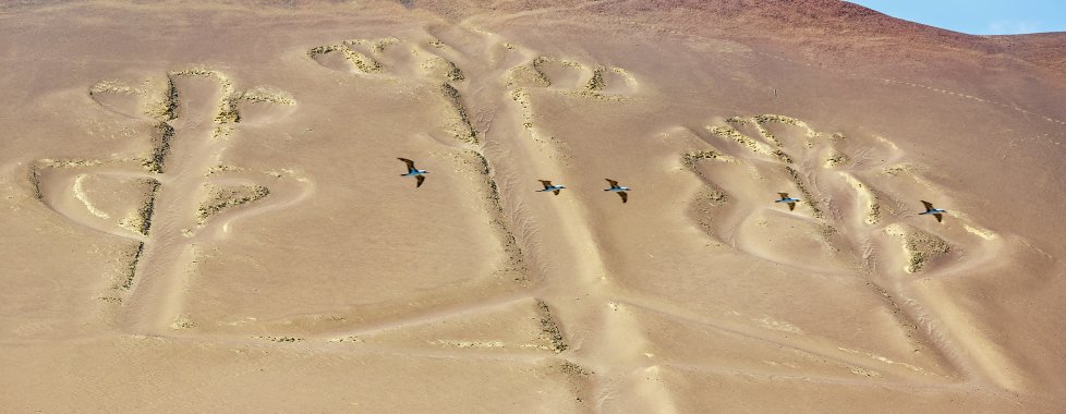 NAsca