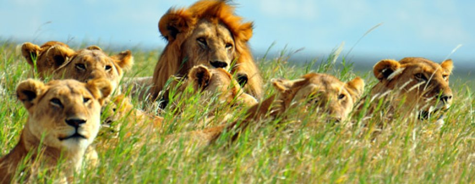 Serengeti