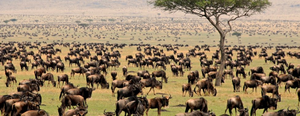 Serengeti
