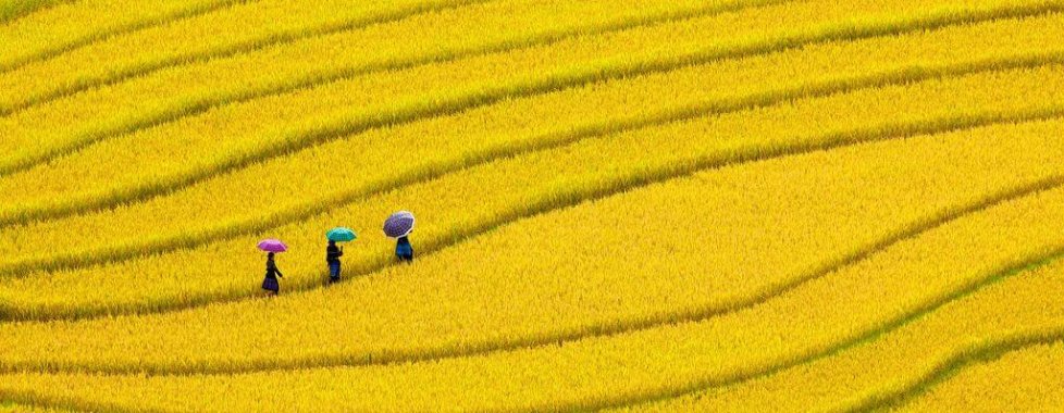 Sapa