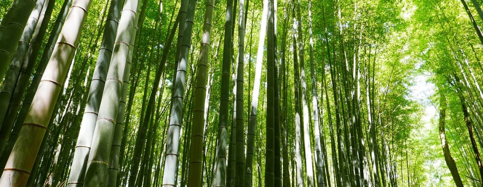 Arashiyama