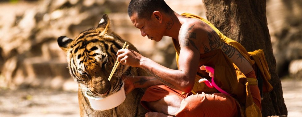 Tigre Birmana