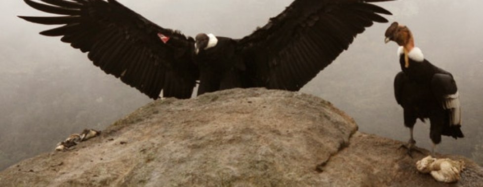 condors del Puracè