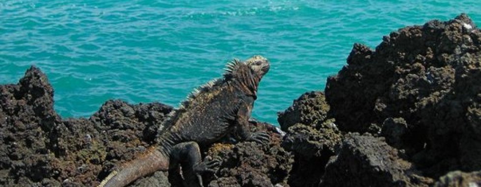 IGUANA