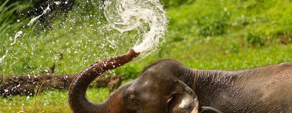 Elefante 