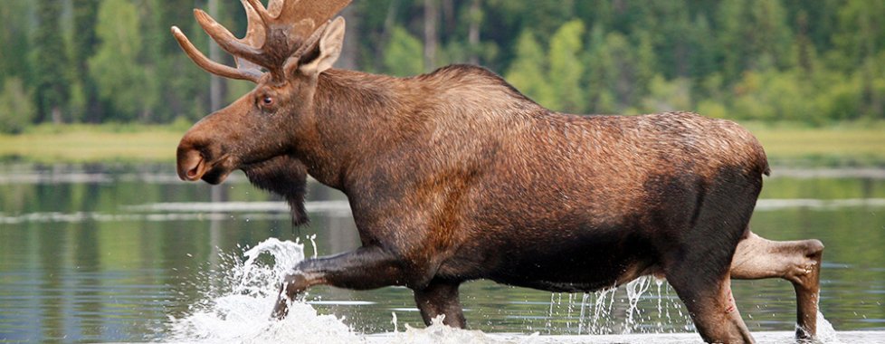 Moose