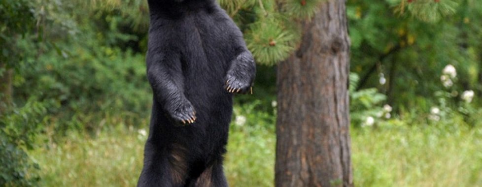 Black Bear 
