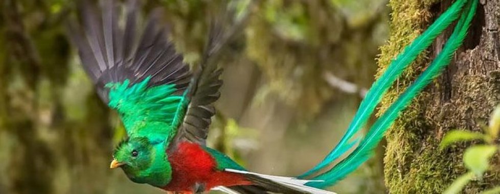 Quetzal