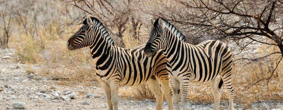 zebre