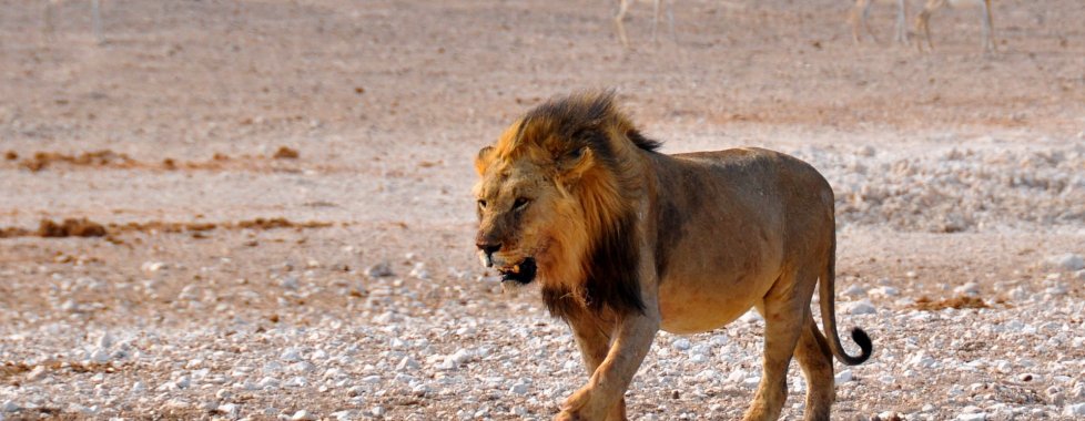 leone solitario