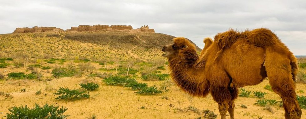 Deserto Karakalpako