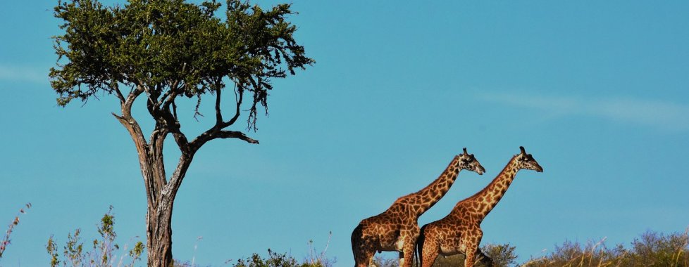Serengeti