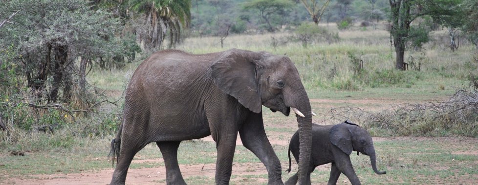 Tarangire