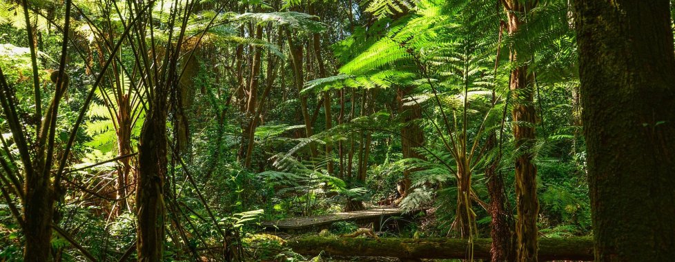 foresta
