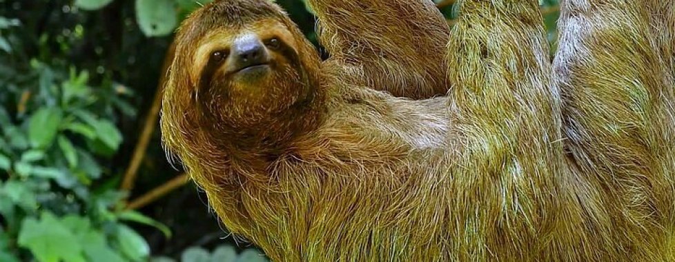 Corcovado