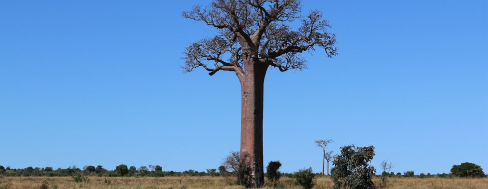 baobab