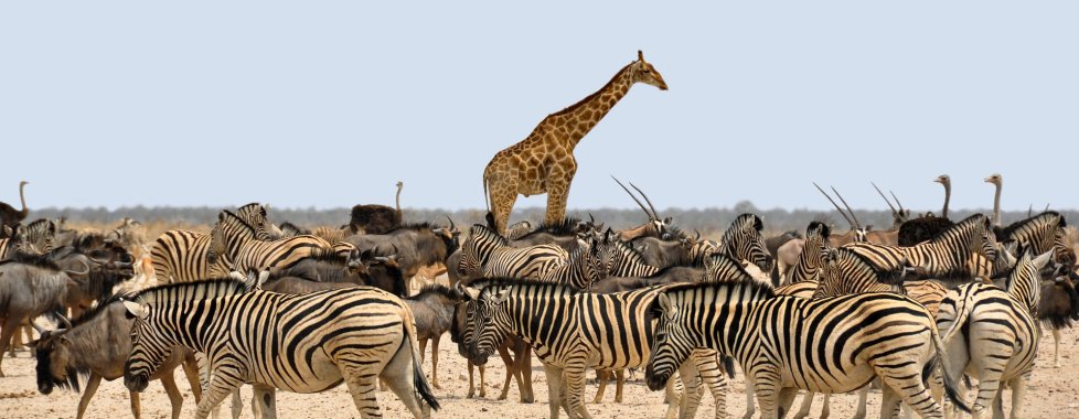 zebra