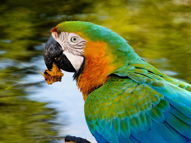 ECUADOR Galapagos, Ande e Amazzonia. Tour natura con selva e isole