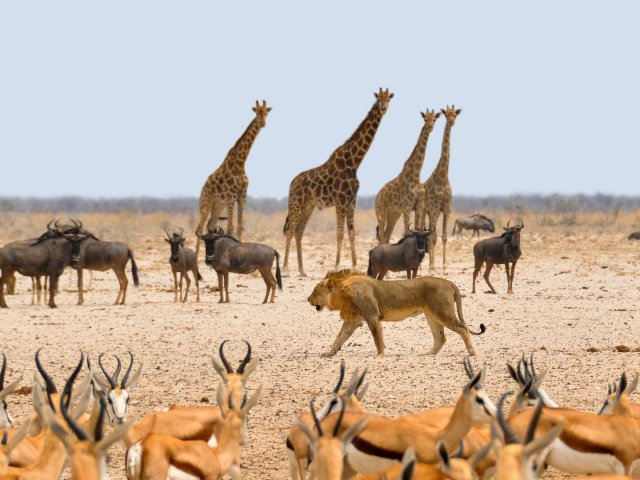 NAMIBIA :  NAMIBIA CUORE D'AFRICA
