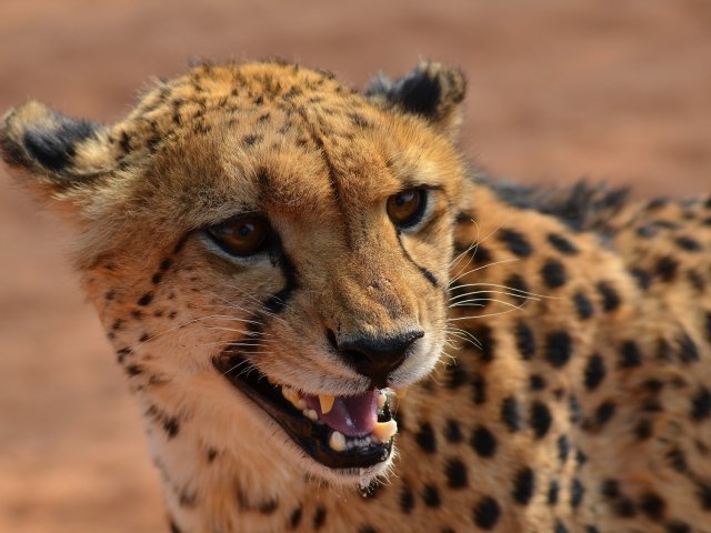 NAMIBIA : GRAN TOUR LE BELLEZZE DELLA NAMIBIA MAGGIO e GIUGNO
