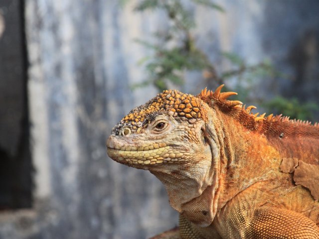 Ecuador Nell'eden delle Galapagos