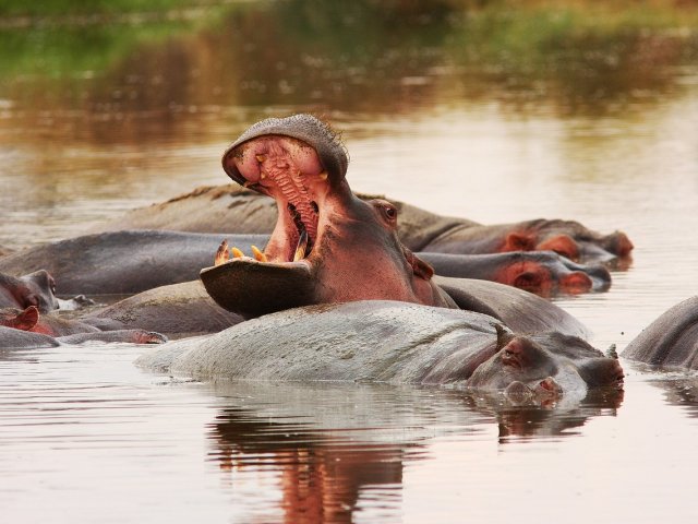 TANZANIA TOP SAFARI IN 4 PARCHI 