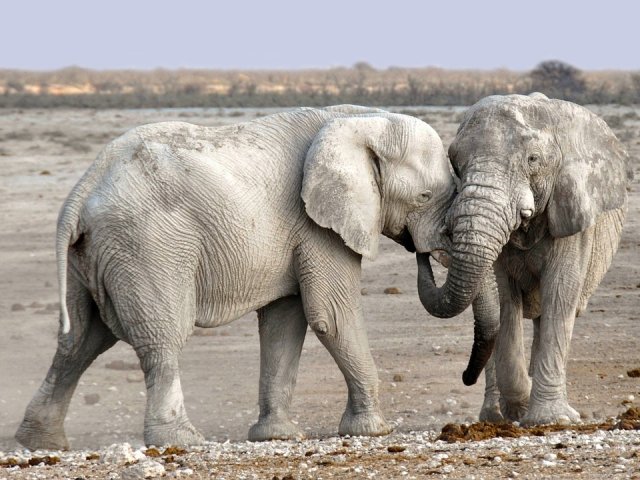 NAMIBIA : SPECIALE GRUPPO NAMIBIA WILD MAGGIO 2024 