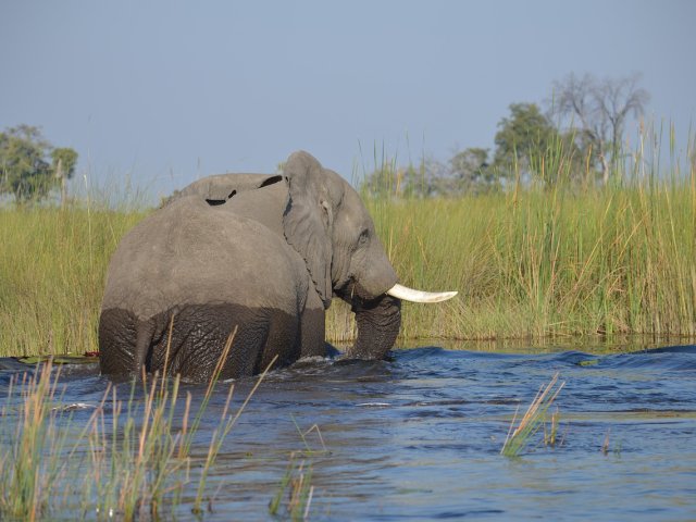 Botswana i laghi salati dello Zambesi e la Riserva privata Khwai