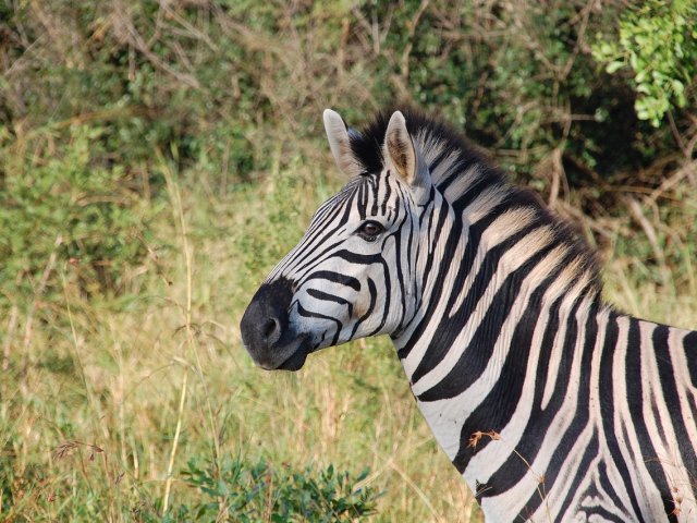 I GIOIELLI DEL MOZAMBICO: PARCO DI GORONGOSA E ARCIPELAGO DI BAZARUTO