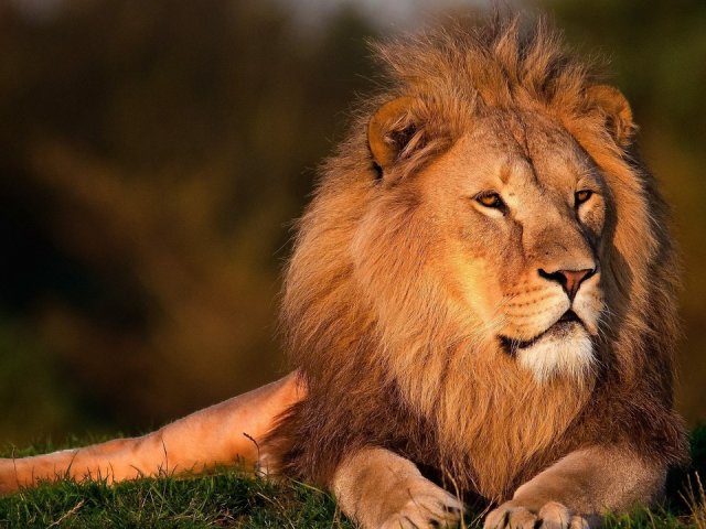 GRAN TOUR SAFARI SUDAFRICA E MOZAMBICO ARCIPELAGO BAZARUTO