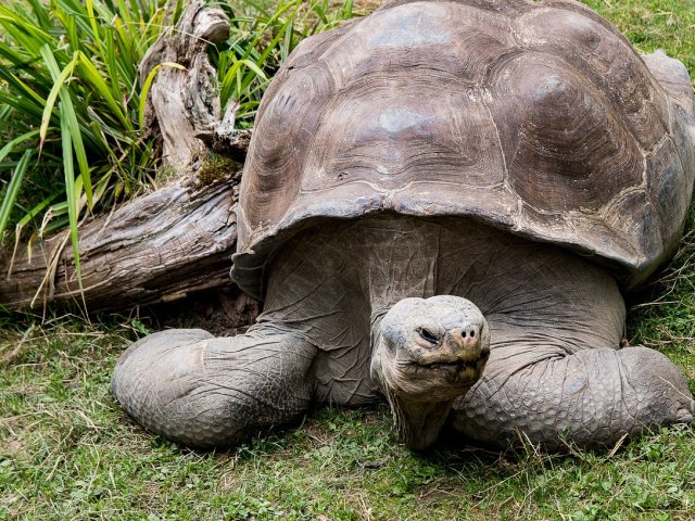 Speedy Ecuador e Galapagos