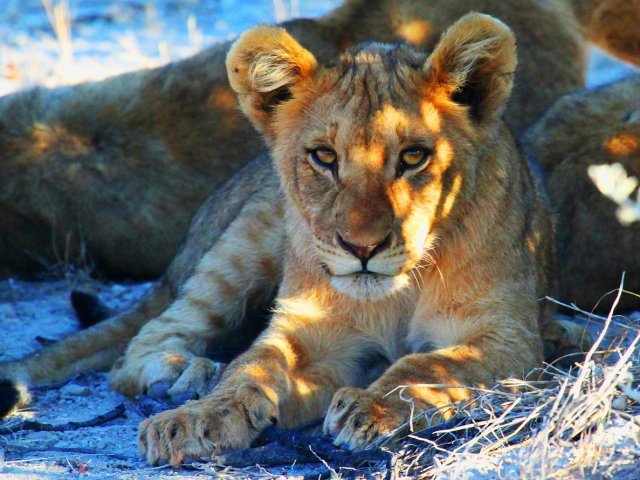 GRAN TOUR LE BELLEZZE DELLA NAMIBIA OTTOBRE 2024 PART. GARANTITA MIN. 2 PERSONE