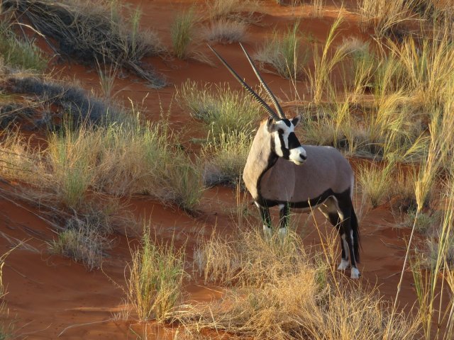 GRAN TOUR LE BELLEZZE DELLA NAMIBIA GENNAIO FEBBRAIO 2024 PART. GARANTITA MIN. 2 PERSONE
