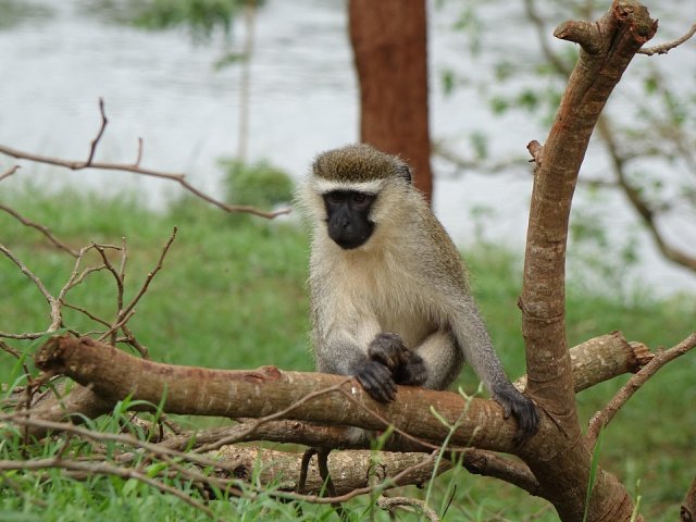 Possibile estensione UGANDA SAFARI TRA GORILLA E SCIMPANZE dj (Progetto: ride 4 a woman) 
