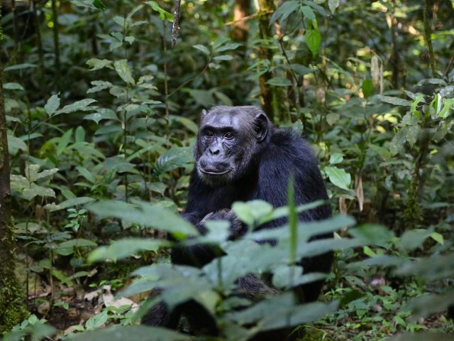 UGANDA SAFARI TRA GORILLA E SCIMPANZE dj