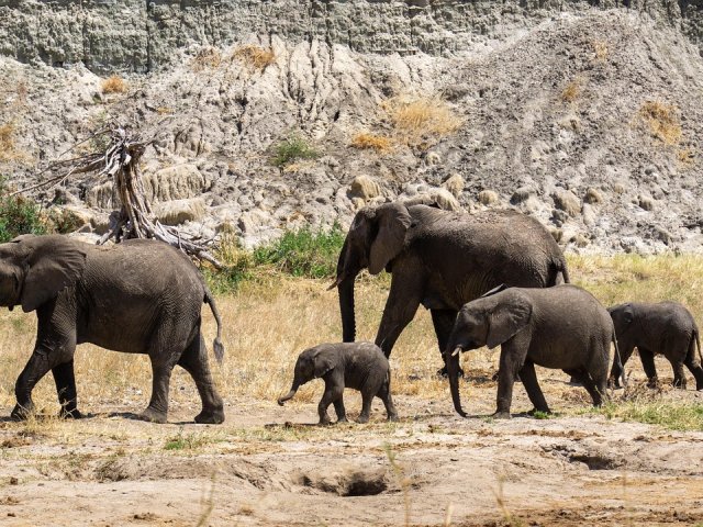Grande Migrazione Nord Serengeti e parco Tarangire L1