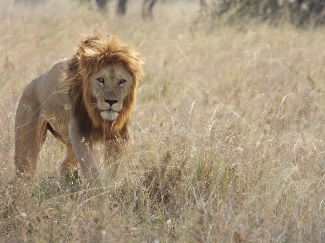 Grande Migrazione Nord Serengeti  Lake Manyara e Tarangire M1