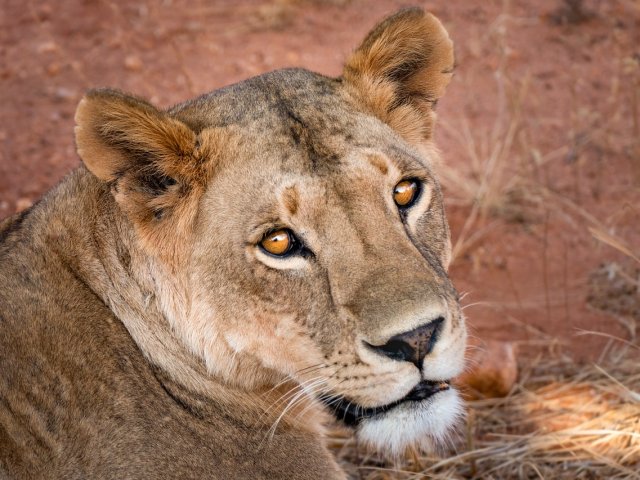 BEACH and WILD: IL KENYA TRA ONDE E SAFARI NEL FAMOSO MAASAI MARA E LAGO NAKURU (MO)
