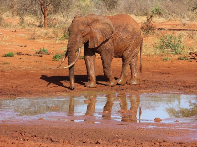 ROOTS and WAVES: ALLA SCOPERTA DEL KENYA TRA SAFARI, ESPERIENZE CULTURALI E OCEANO (MO)