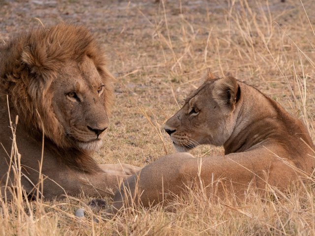 TANZANIA HAKUNA MATATA TRA SAVANA E MARE