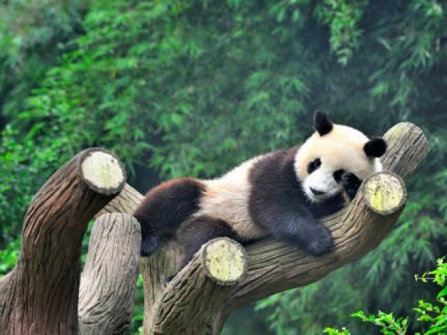 TOUR CINA : KUNG FU PANDA 