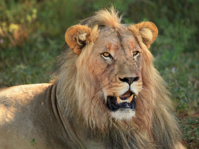 SAFARI NATURA ESWATINI, KRUGER E MOZAMBICO MARE 