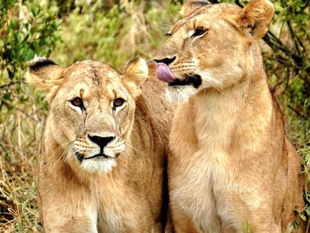 VIAGGIO NEL CUORE DEL KENYA