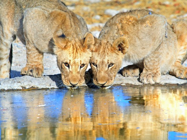 TANZANIA SOGNO AFRICANO MIGRAZIONE INVERNALE E ZANZIBAR