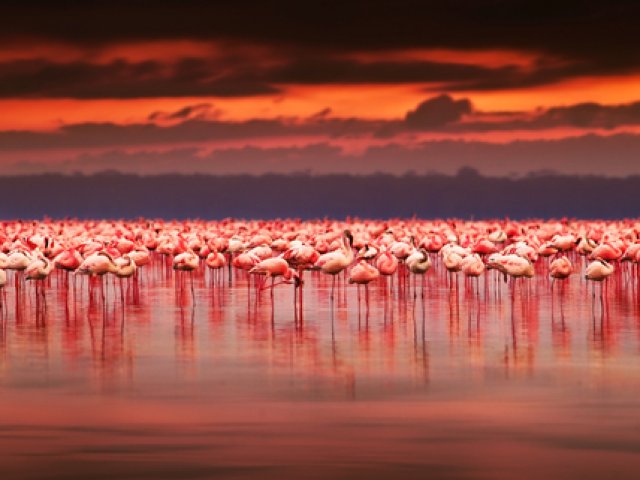 Grande Migrazione Nord Serengeti e Lake Natron 5 parchi N1